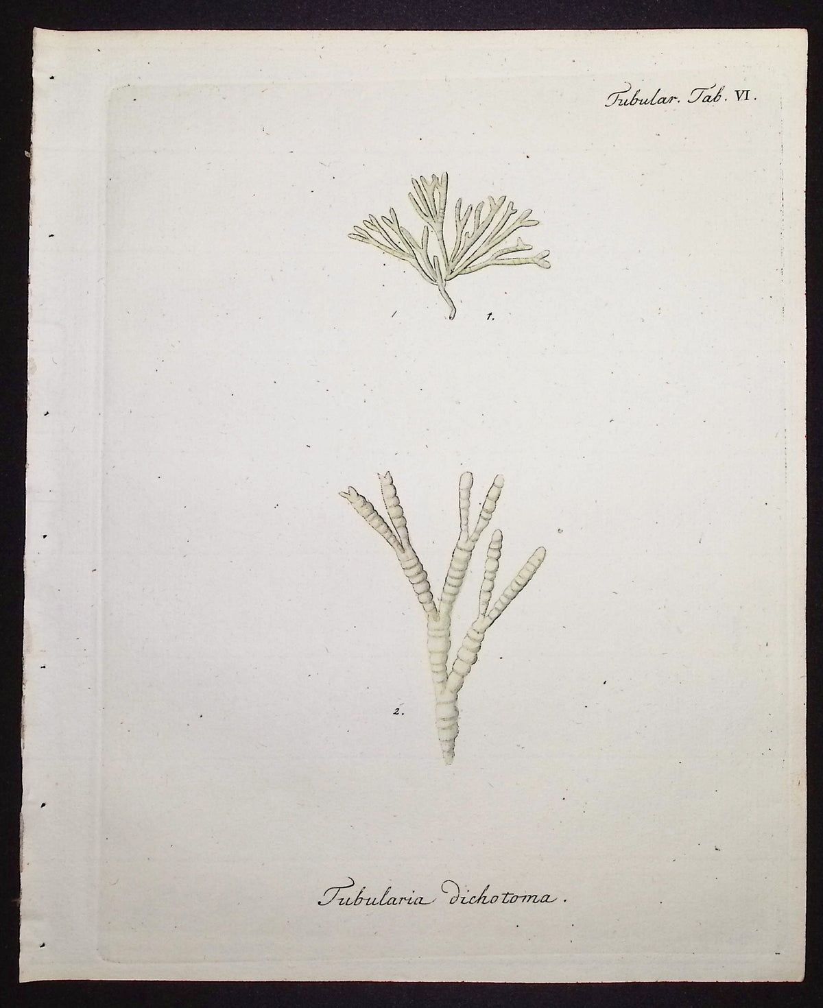 Tubularia - Sea Fan or Coral