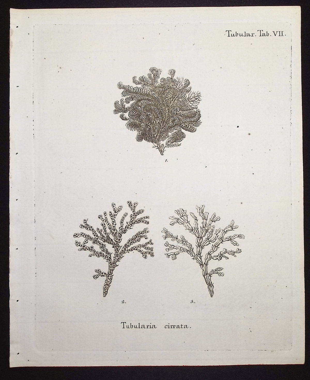 Tubularia - Sea Fan or Coral