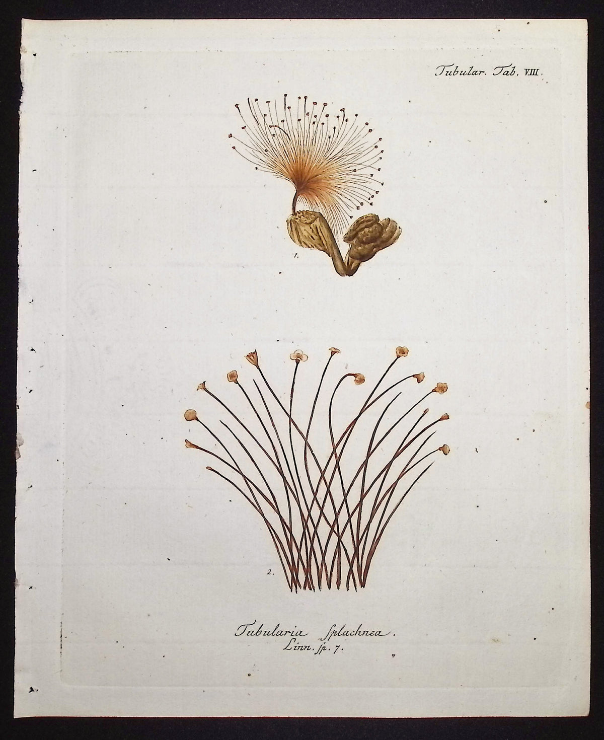 Tubularia - Sea Life