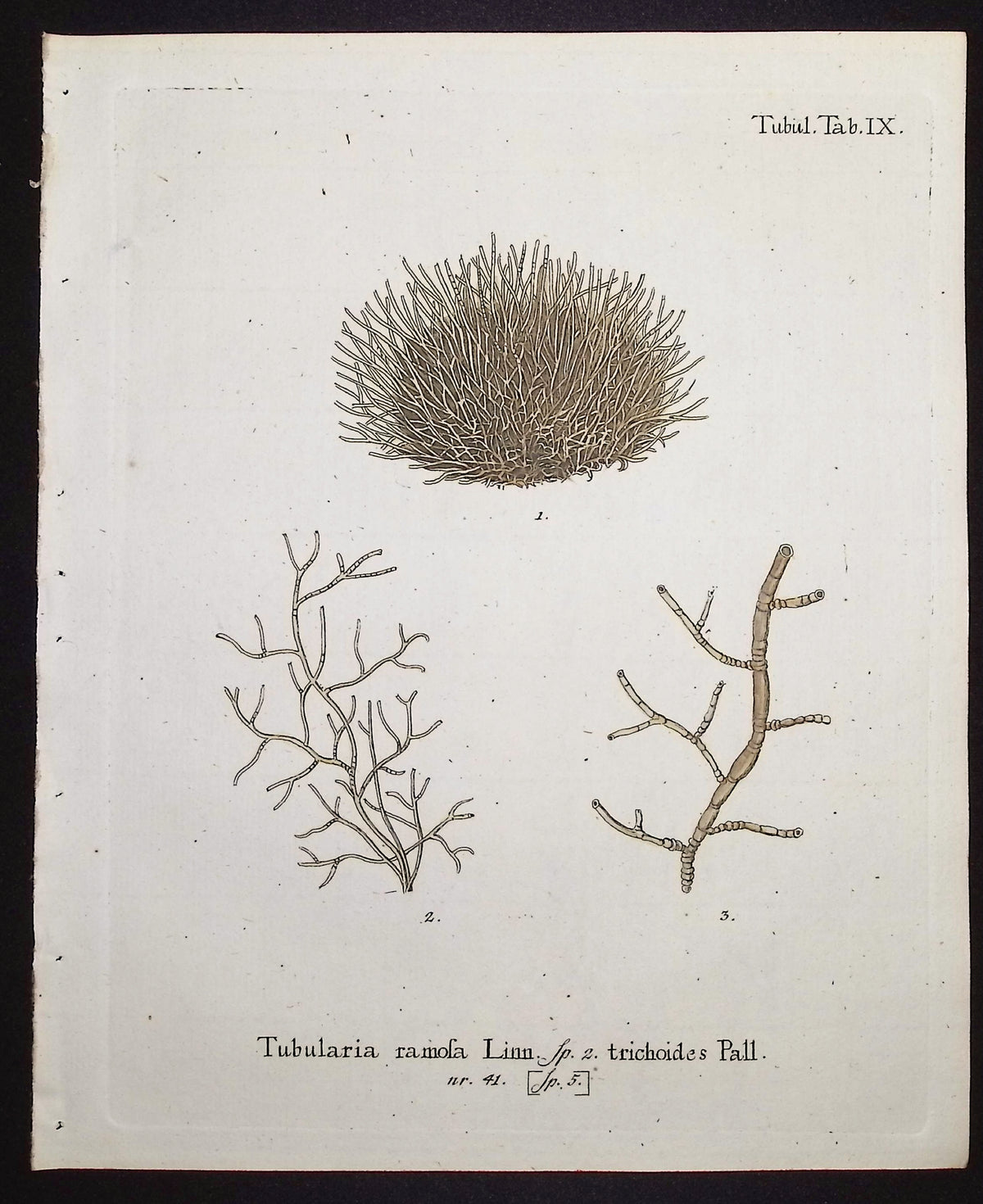 Tubularia - Sea Fan or Coral