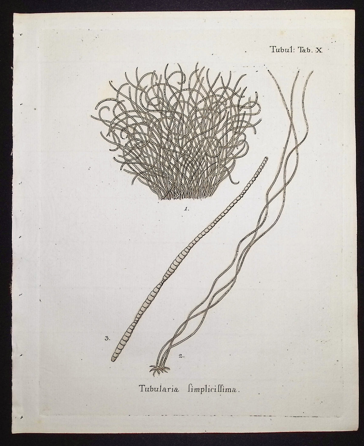 Tubularia - Sea Life
