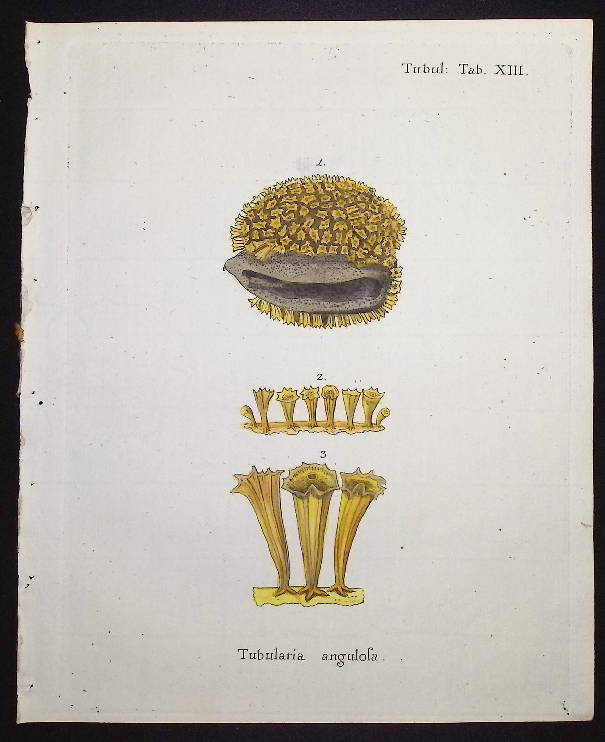 Tubularia - Sea Life