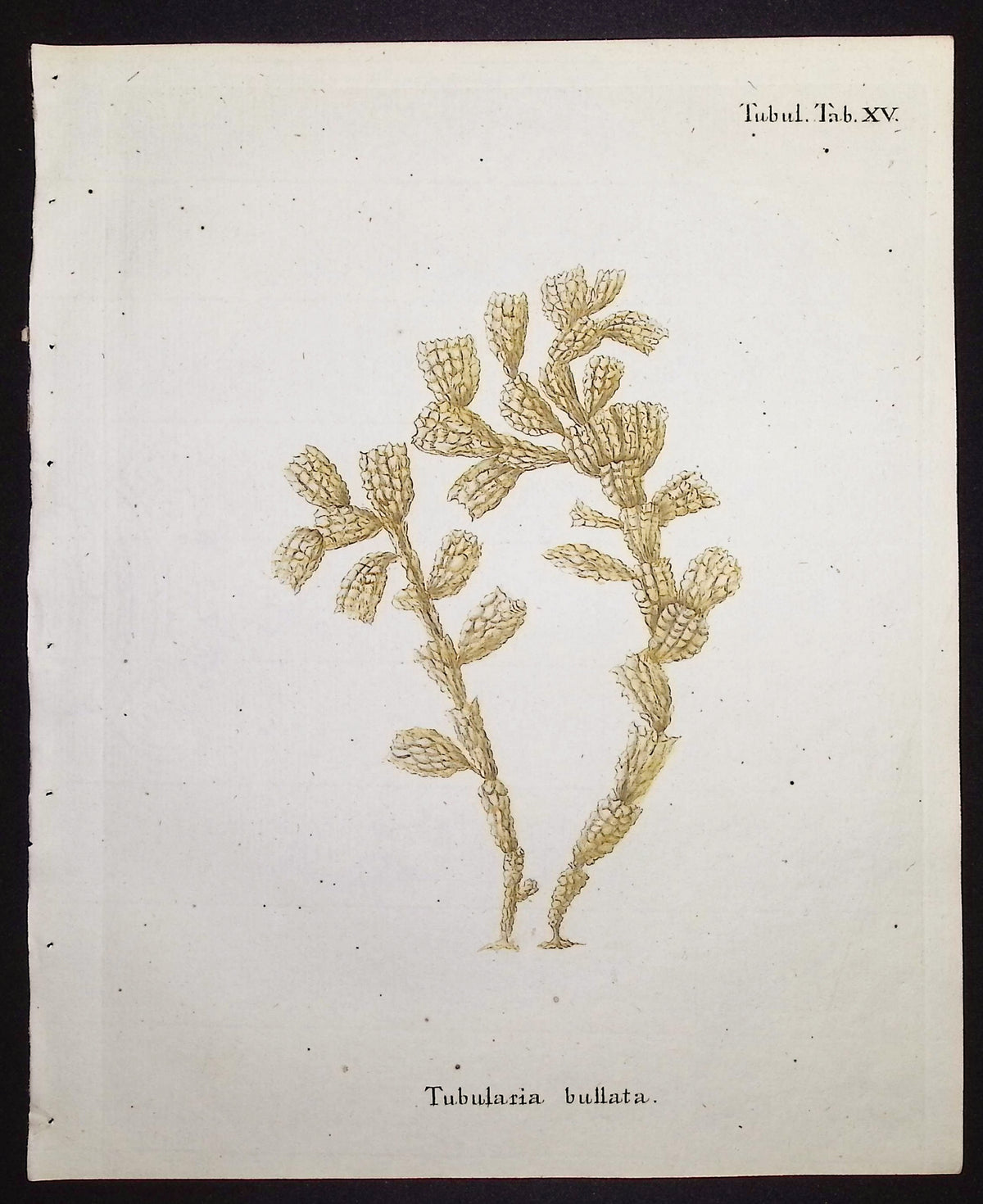 Tubularia - Sea Fan or Coral
