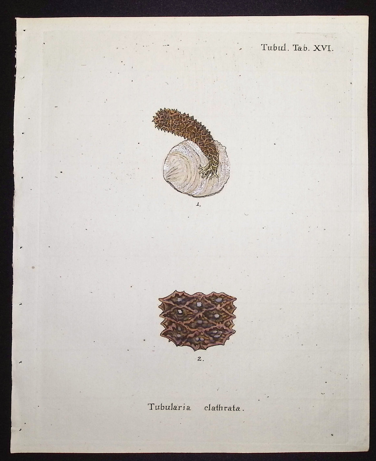 Tubularia - Sea Life