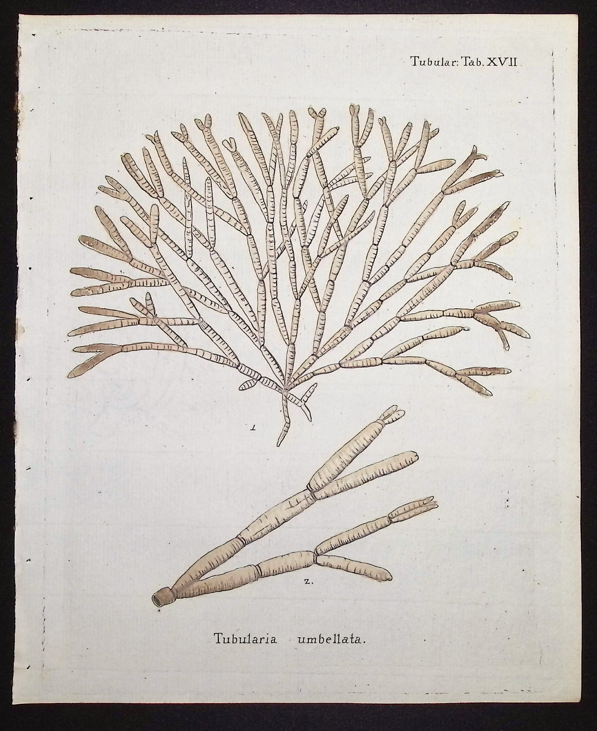 Tubularia - Sea Fan or Coral