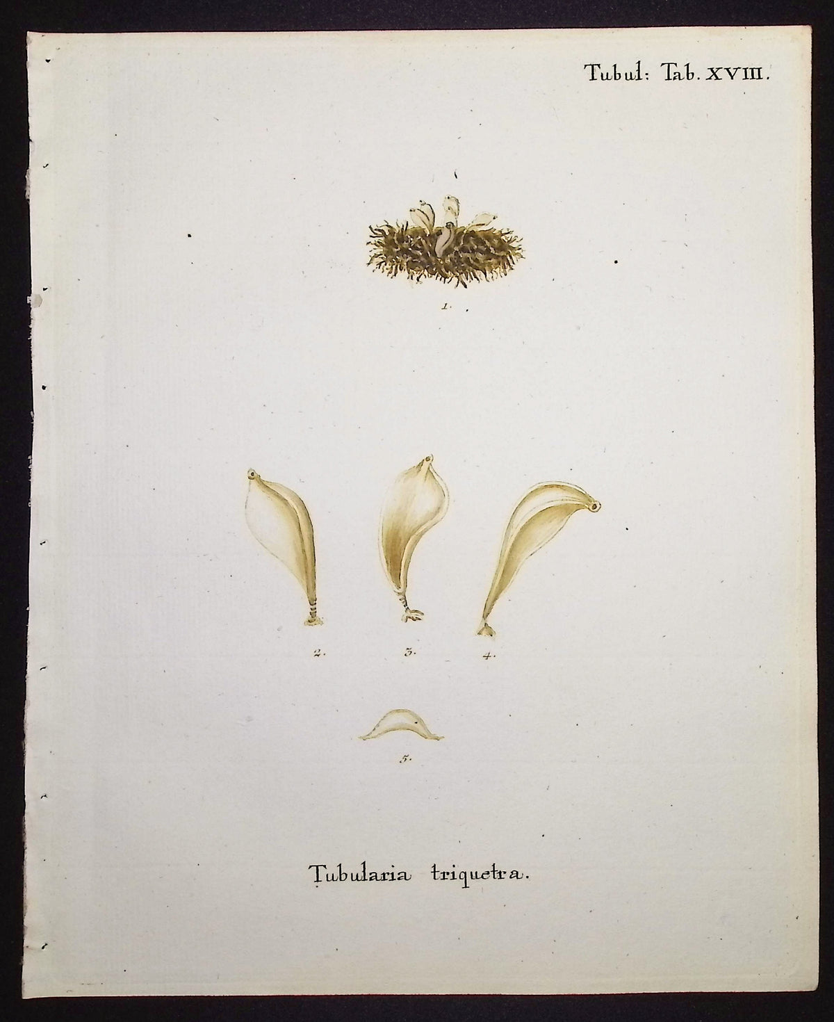 Tubularia - Sea Fan or Coral