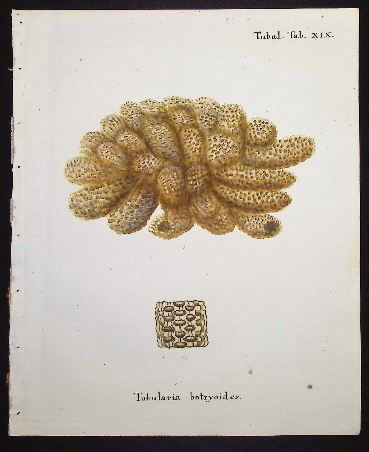 Tubularia - Sea Fan or Coral
