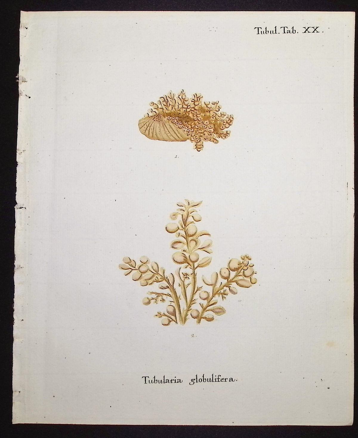 Tubularia - Sea Life