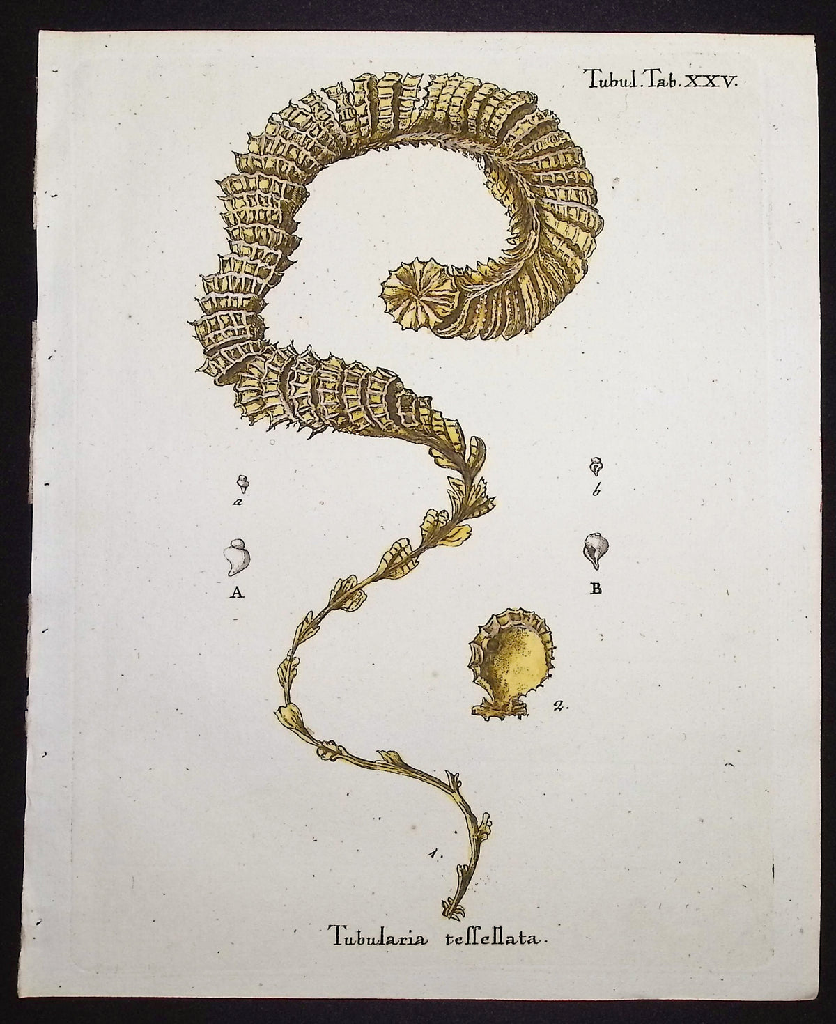 Tubularia - Sea Life