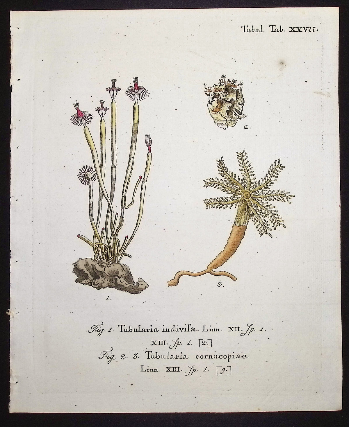 Tubularia - Sea Life
