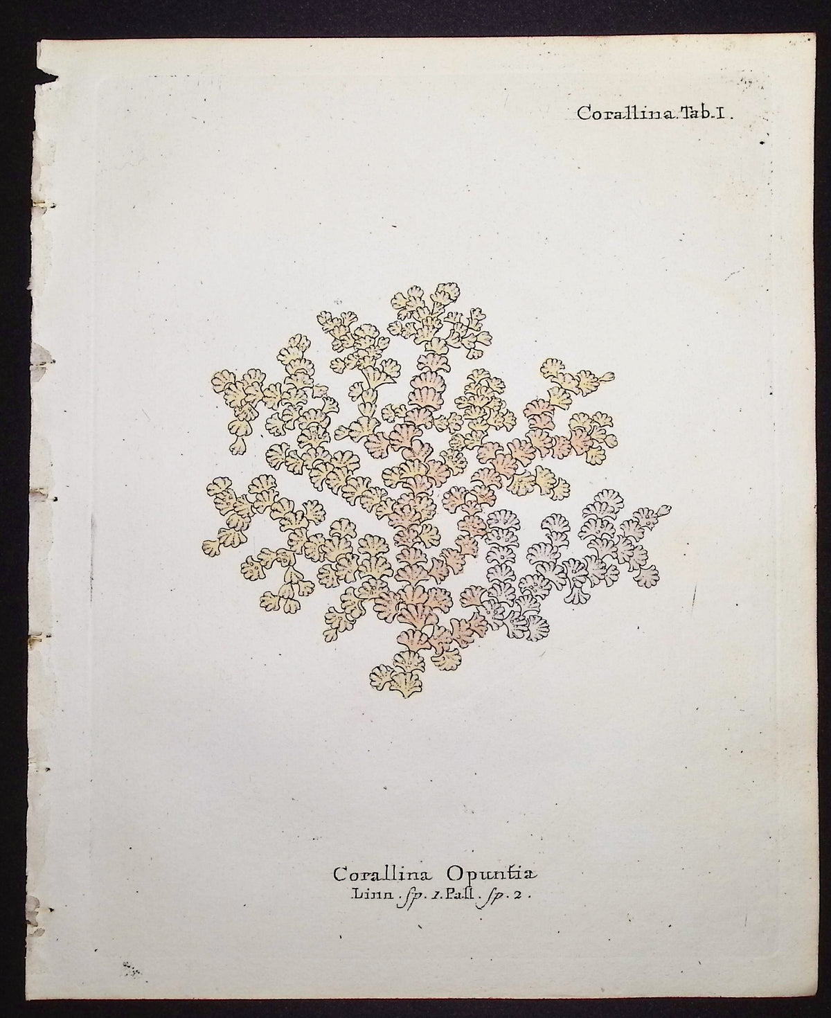 Corallina - Coral