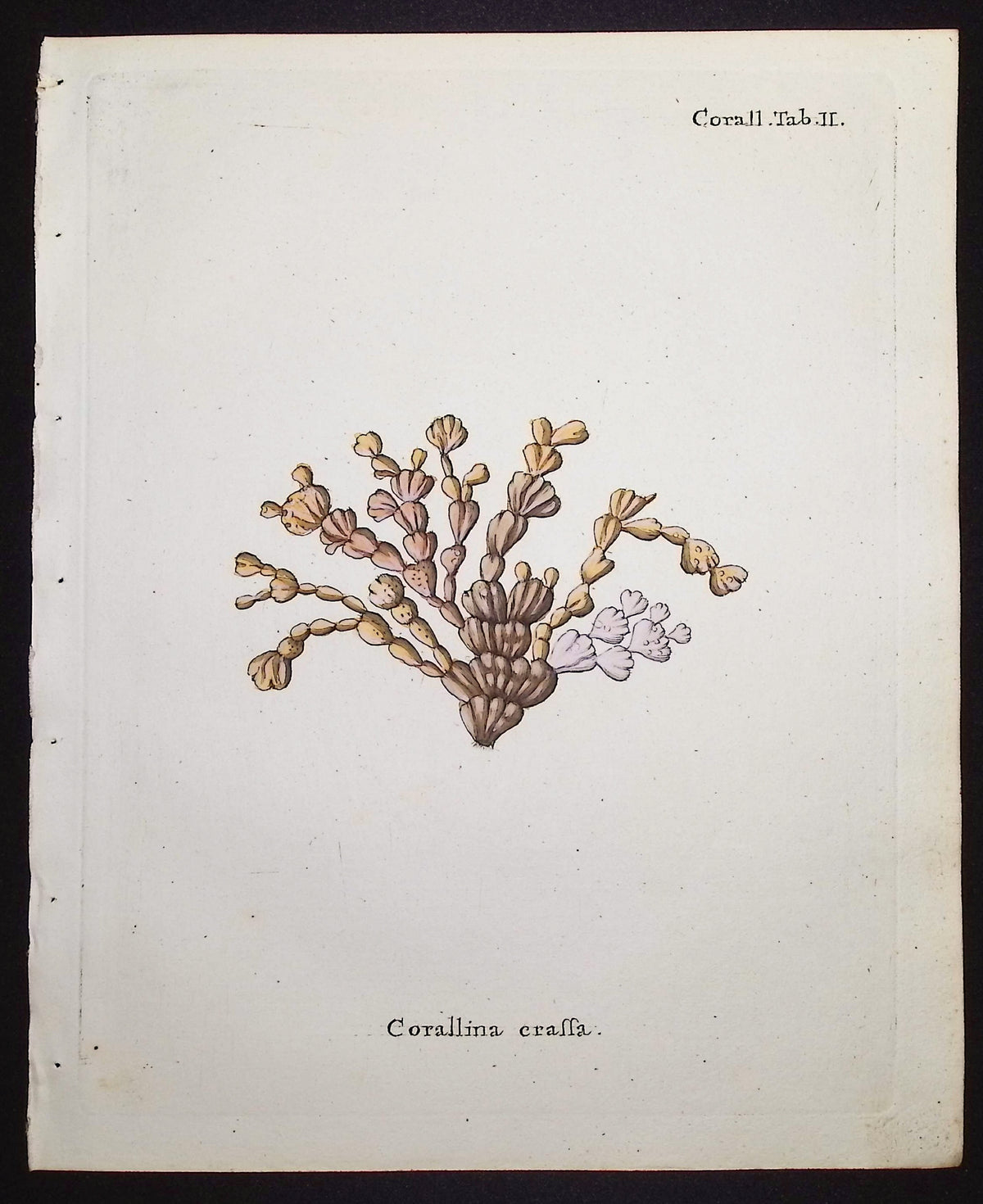 Corallina - Coral
