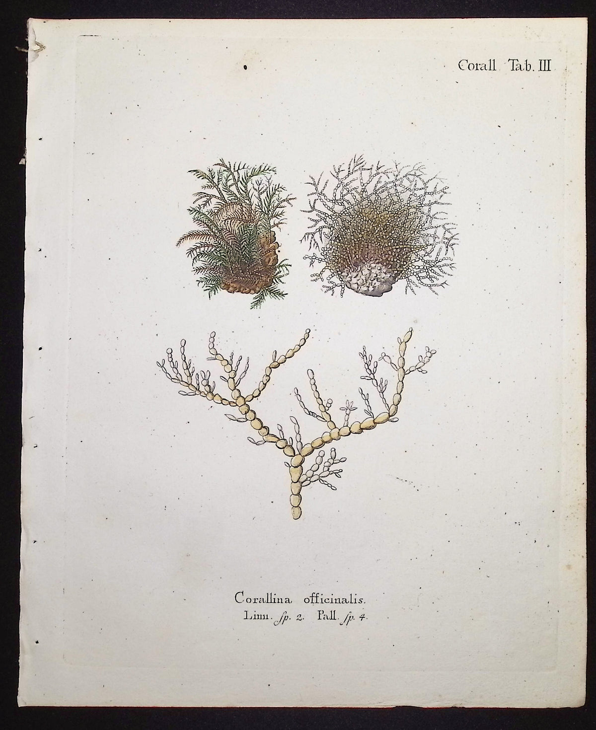 Corallina - Coral
