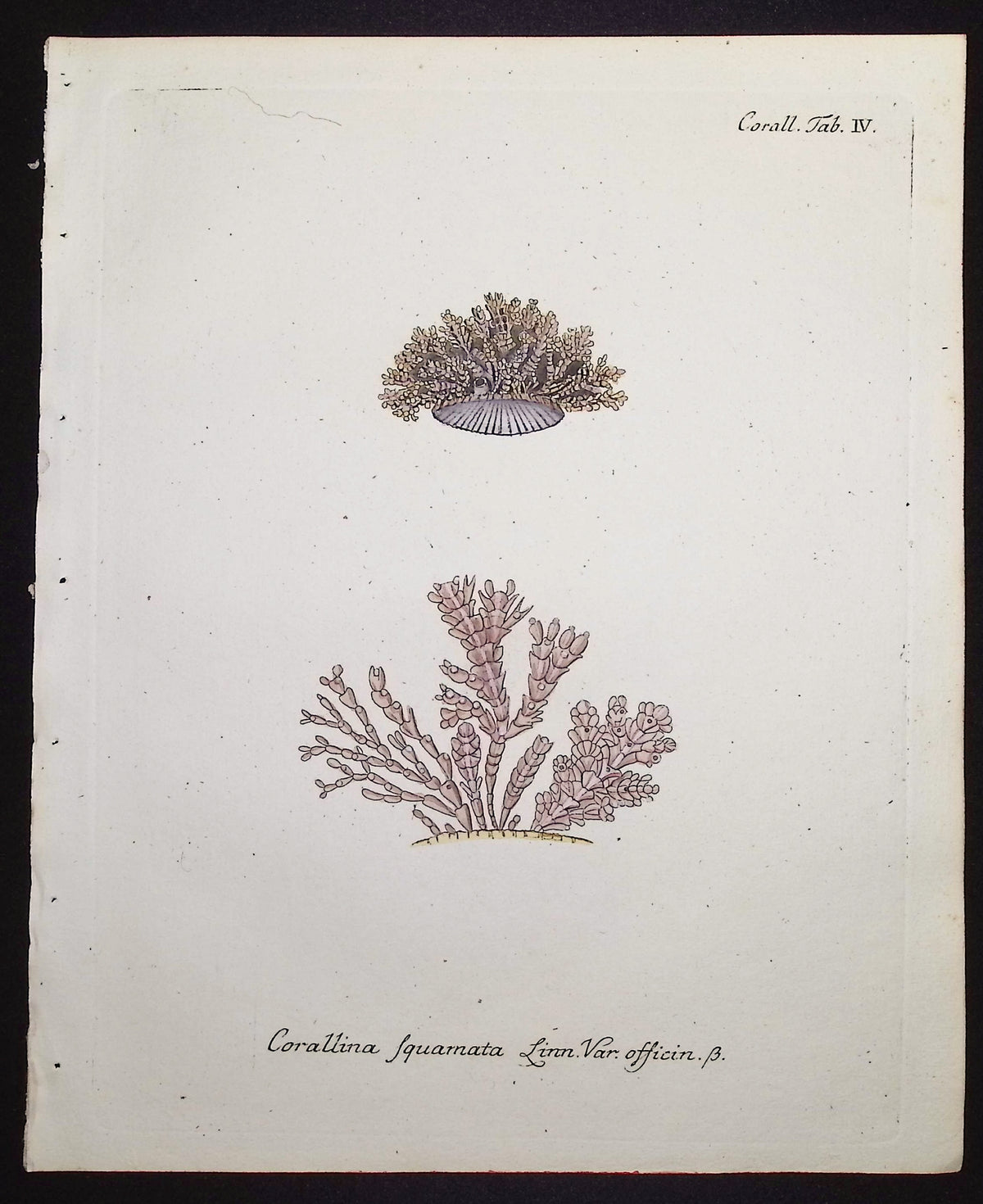 Corallina - Coral