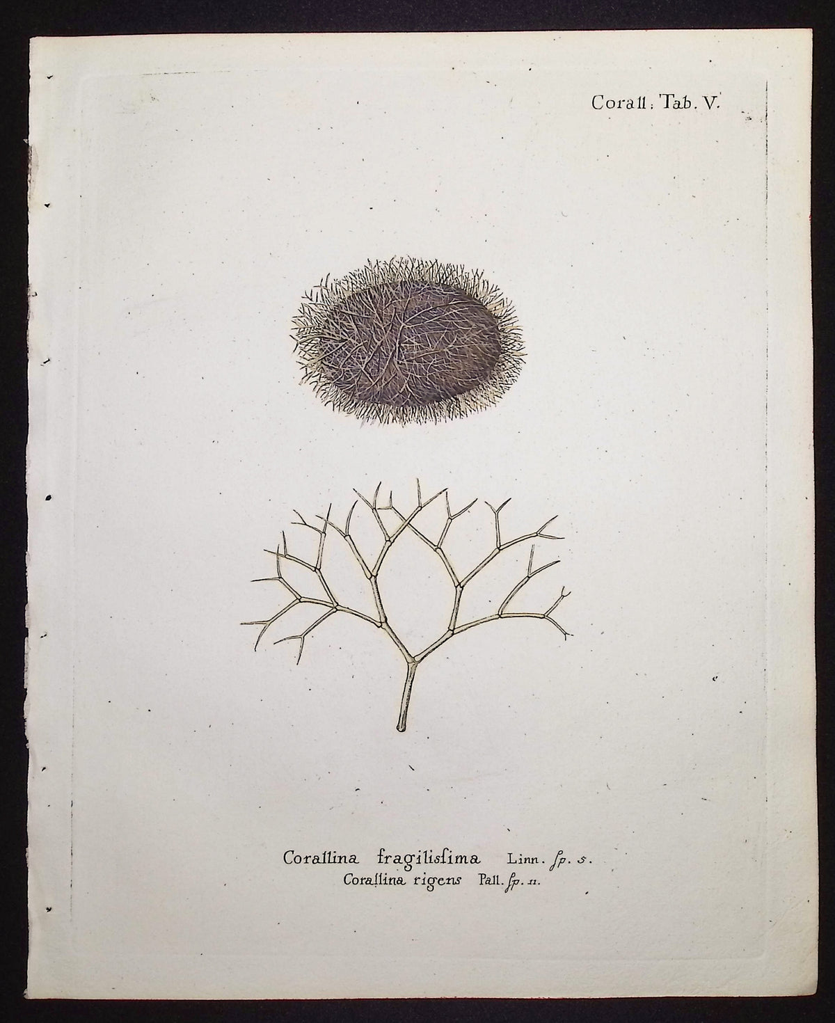 Corallina - Coral