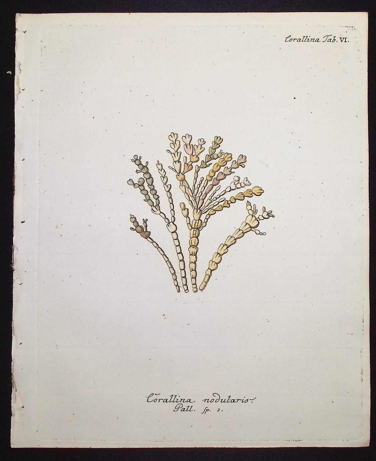 Corallina - Coral