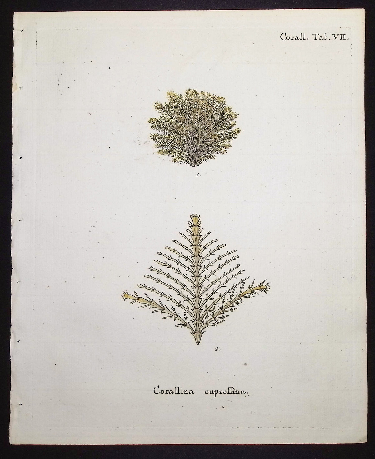Corallina - Coral