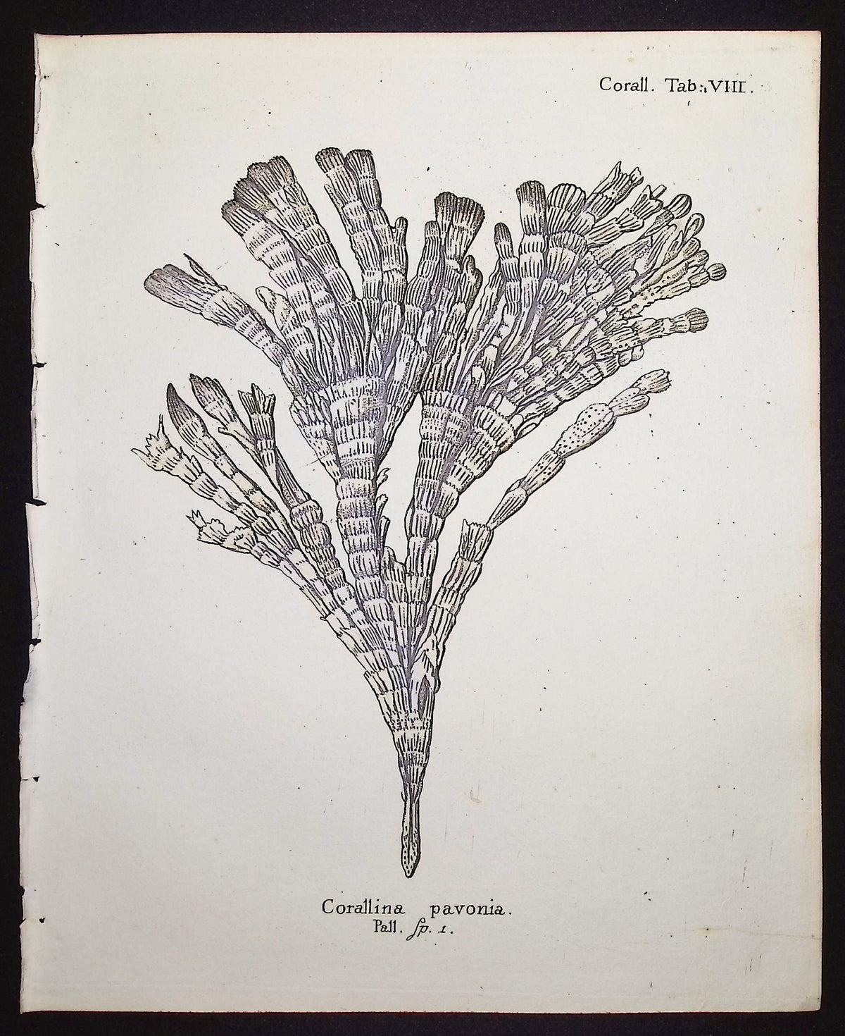 Corallina - Coral