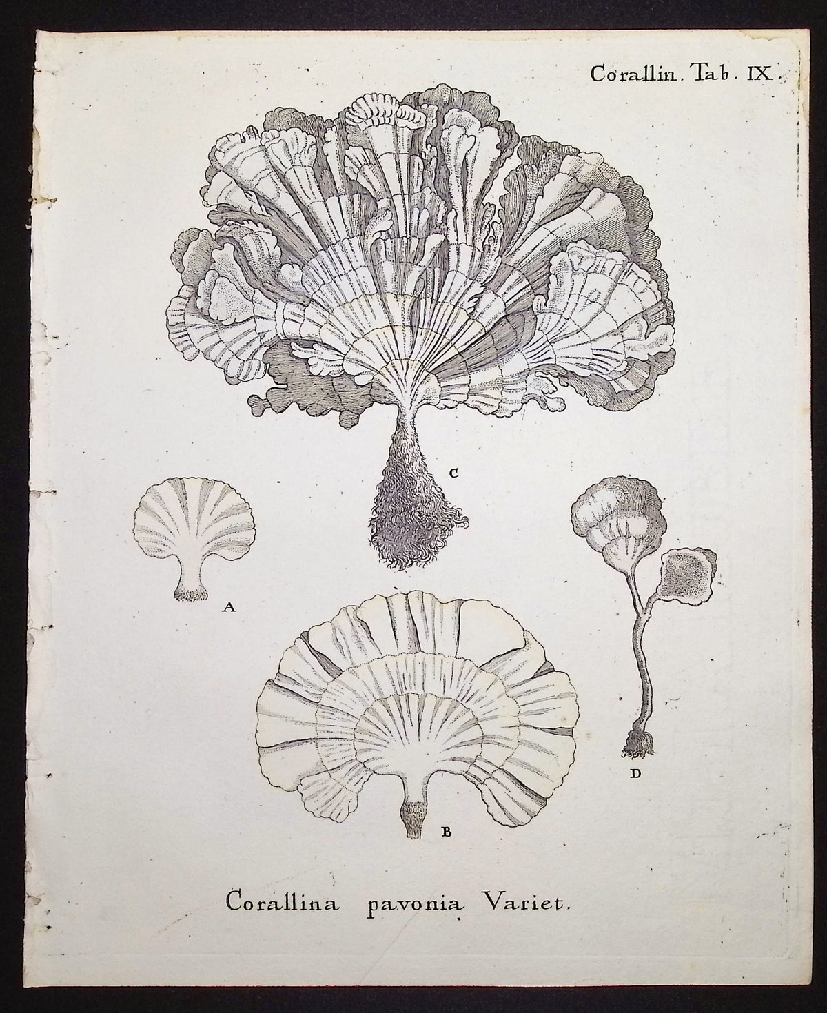 Corallina - Coral