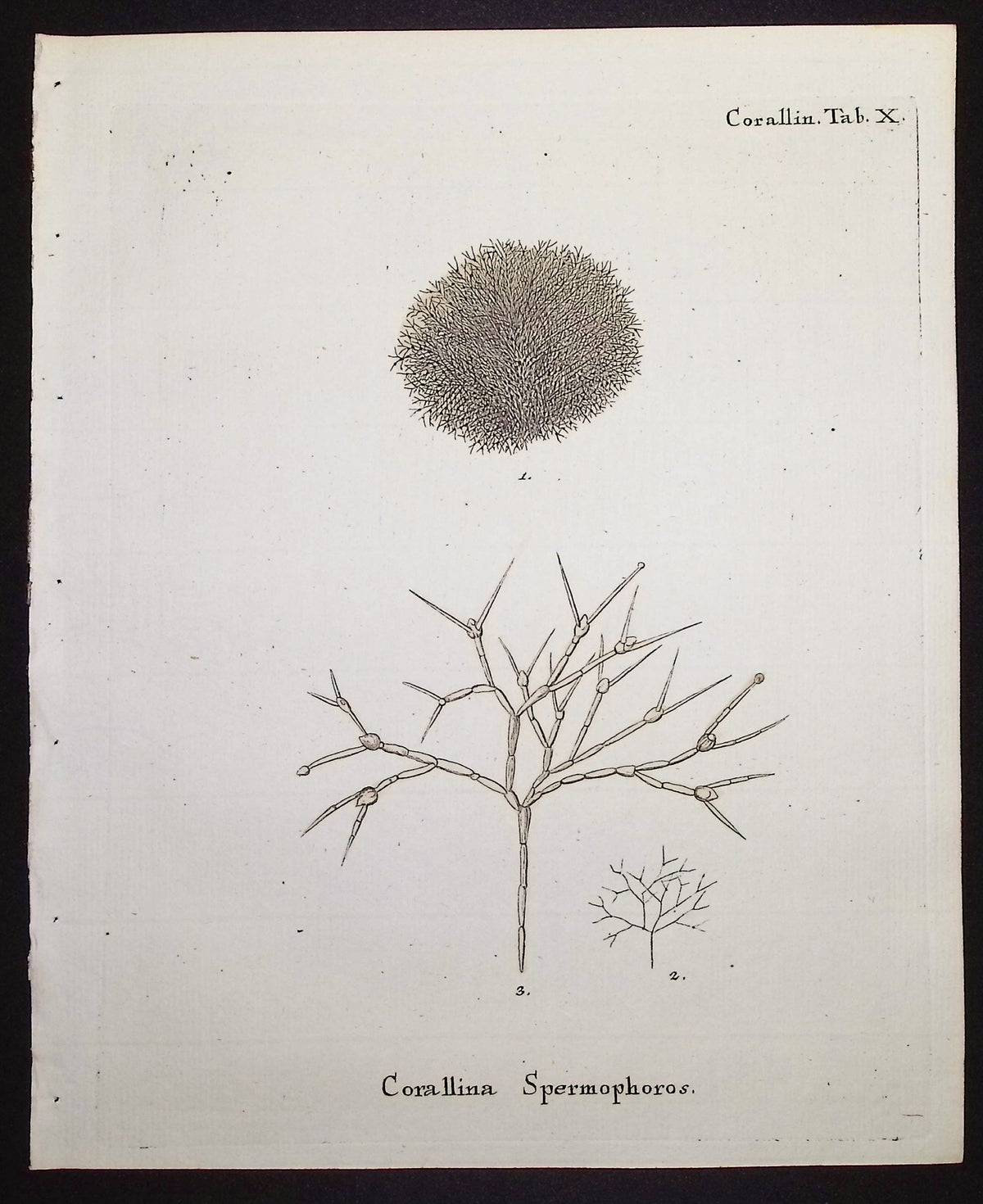 Corallina - Coral