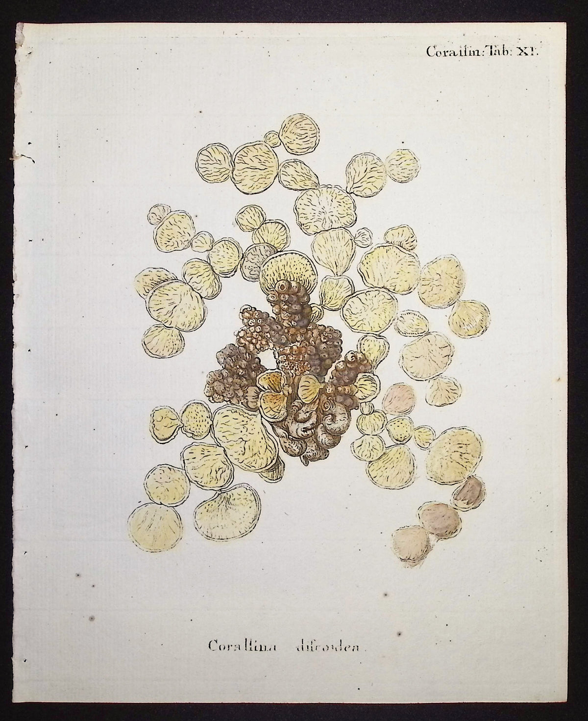 Corallina - Coral