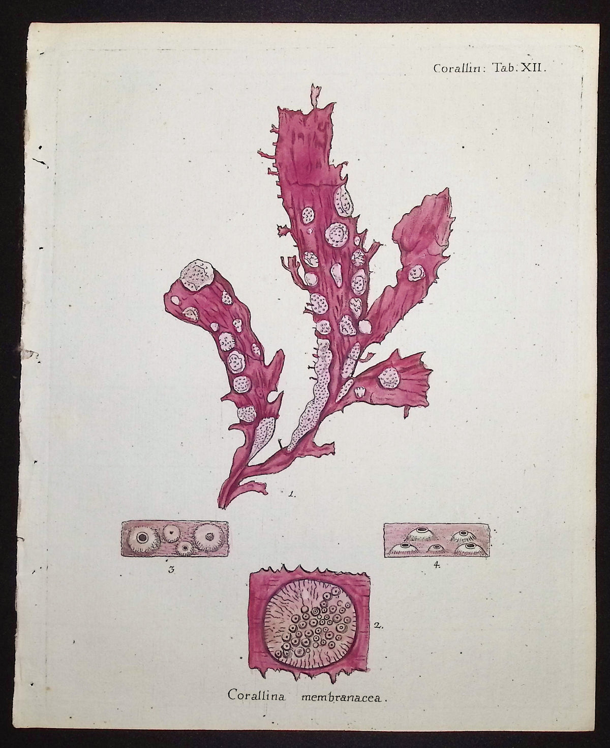 Corallina - Coral