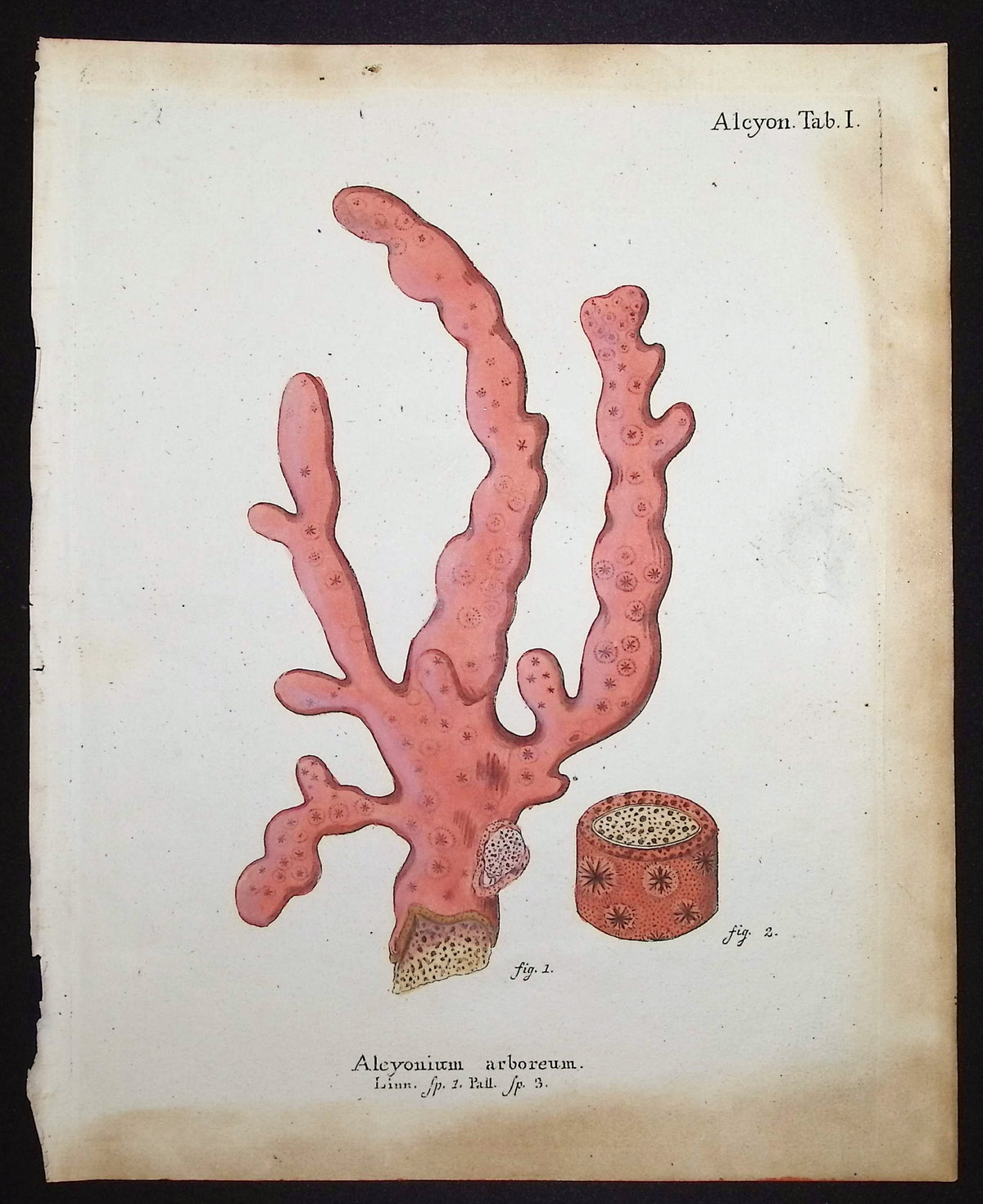 Alcyonium - Coral