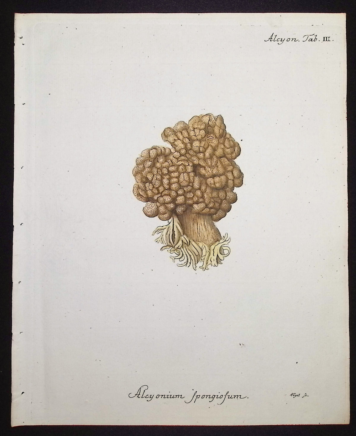 Alcyonium - Coral