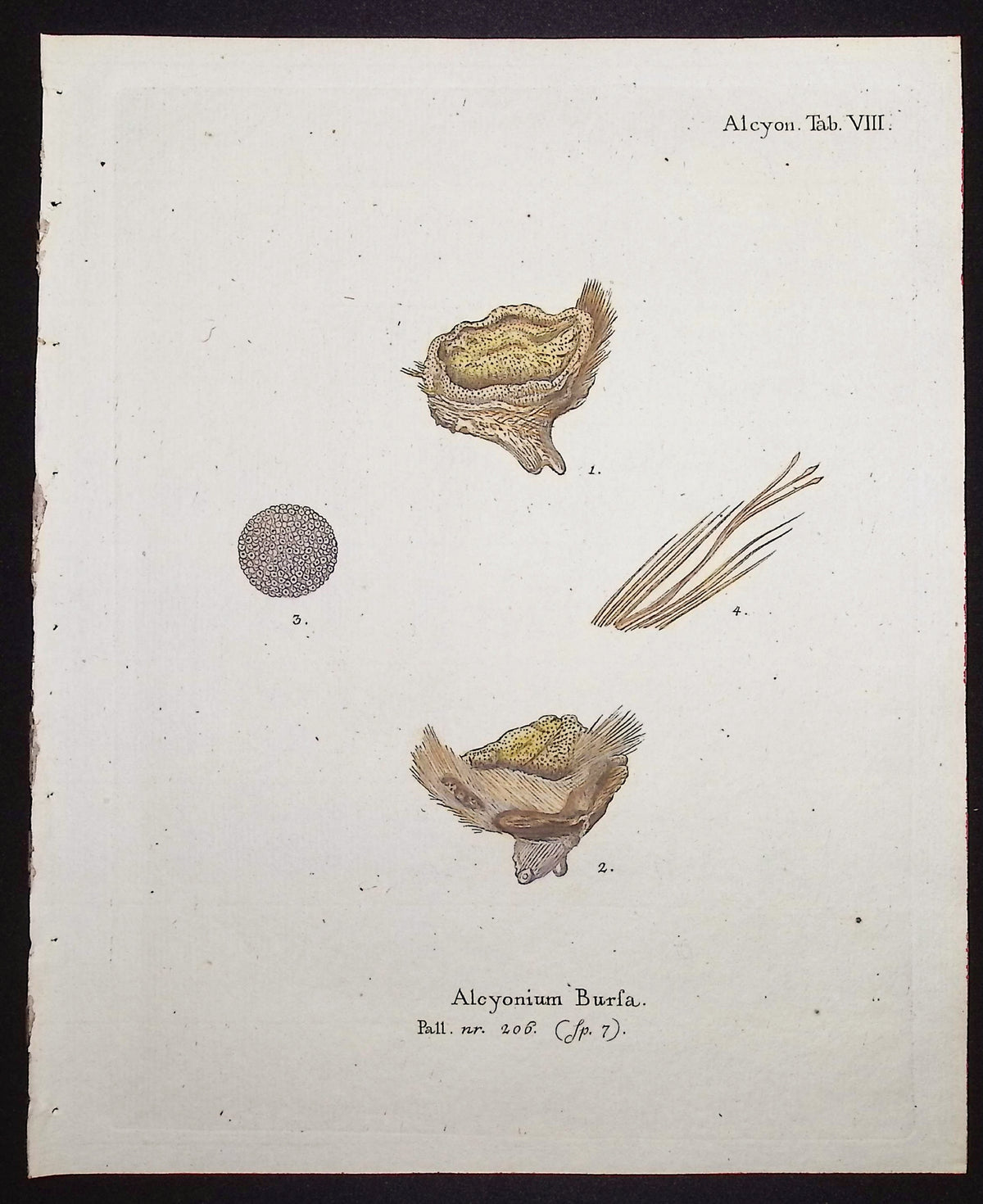 Alcyonium - Coral