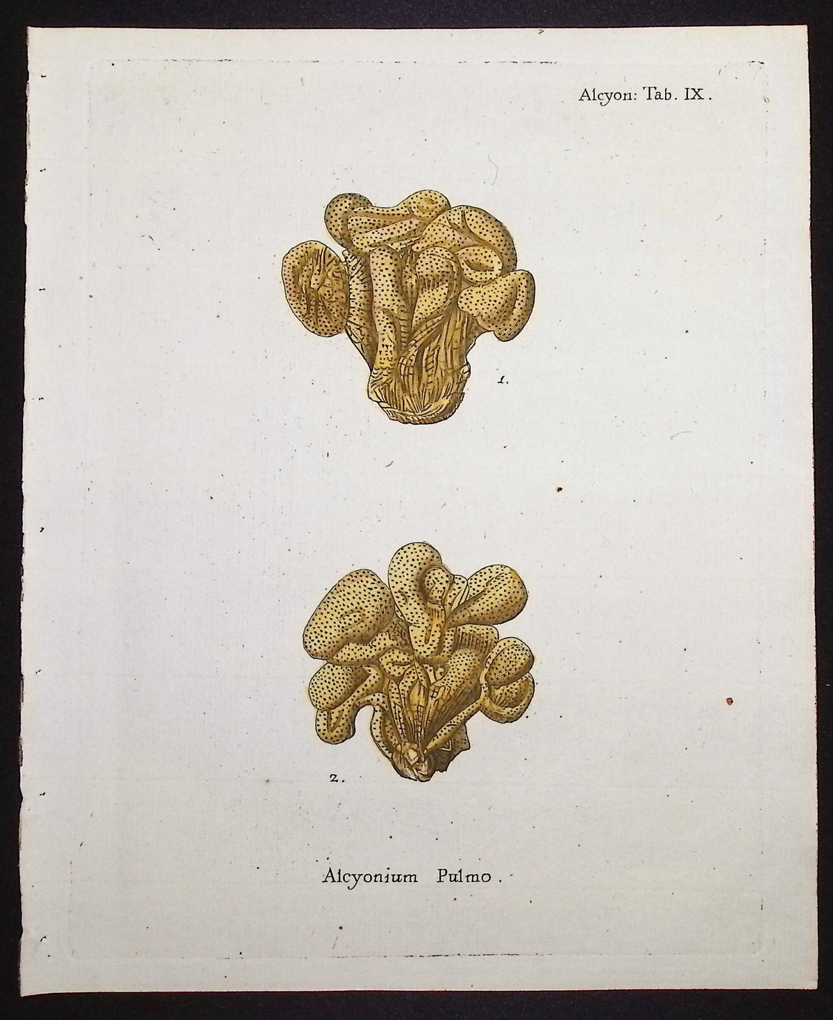 Alcyonium - Coral