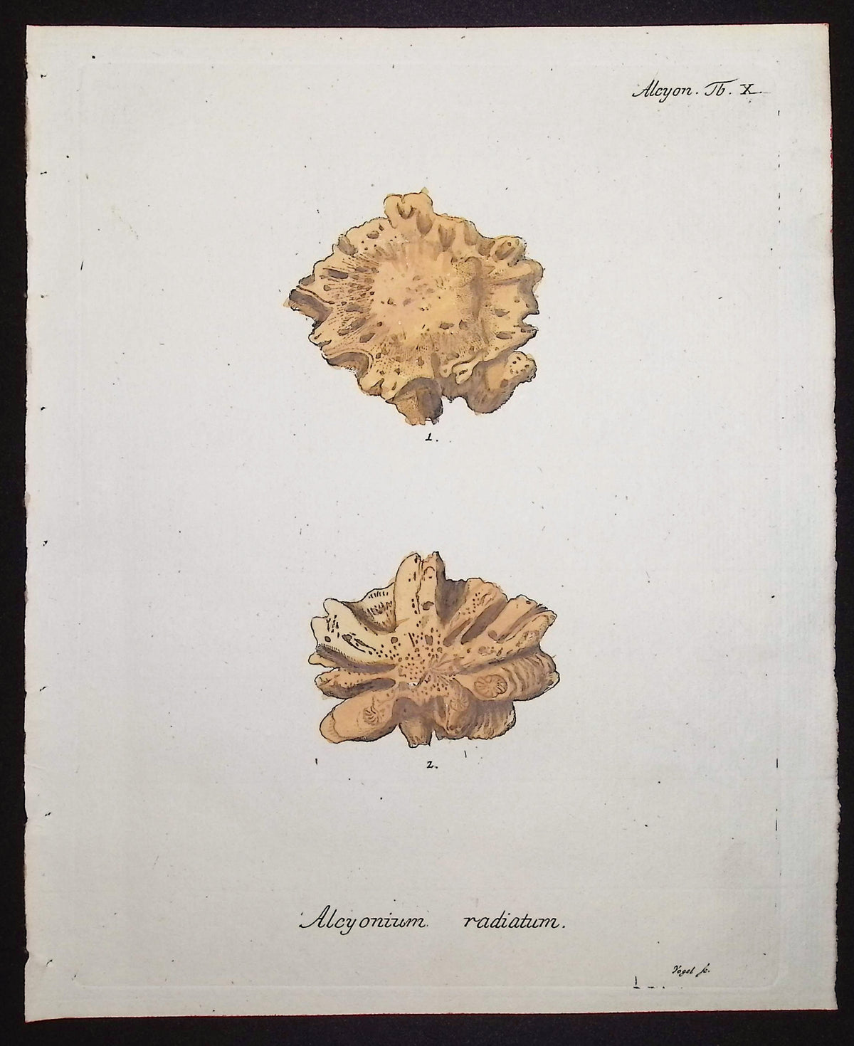 Alcyonium - Coral