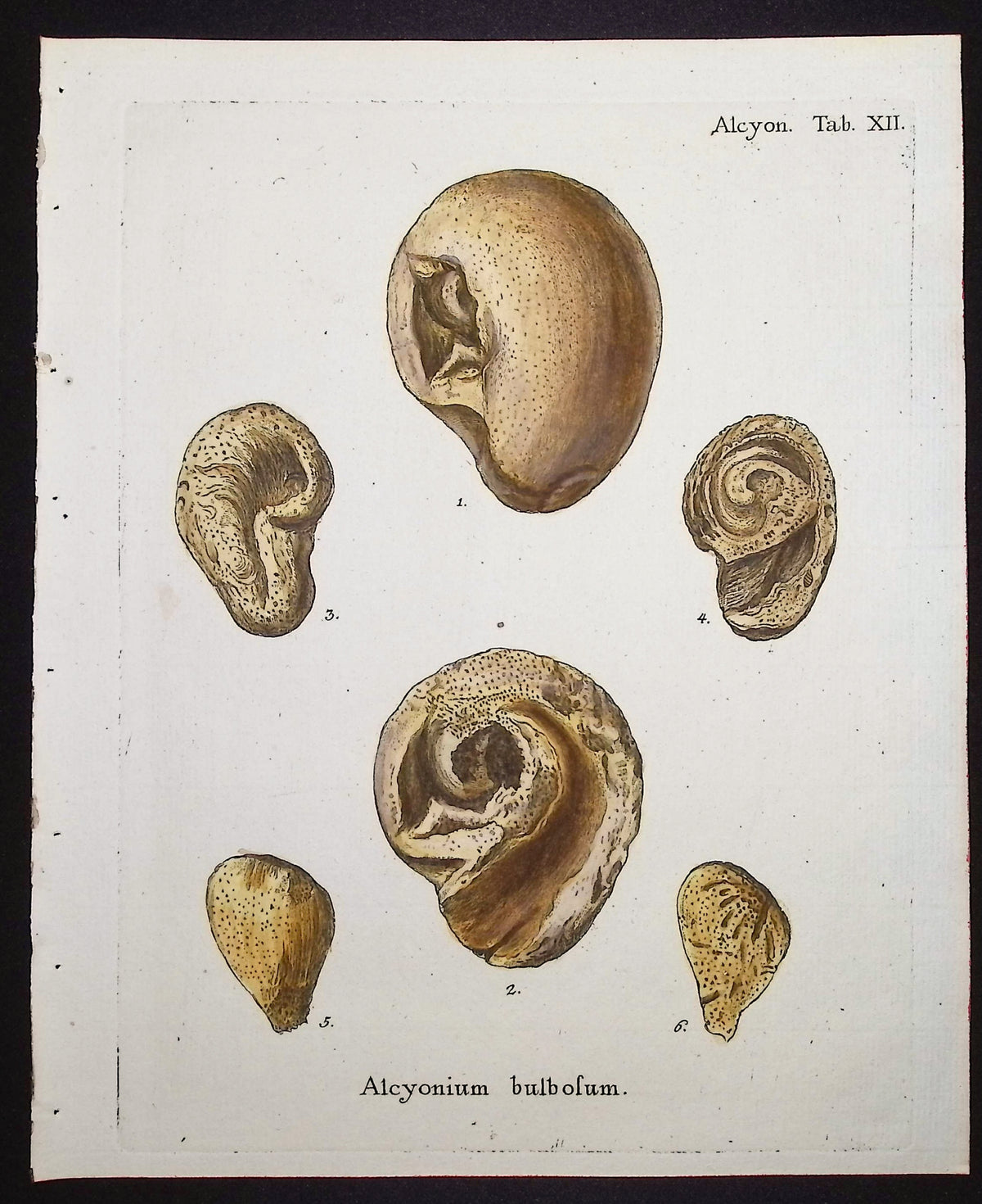 Alcyonium - Coral