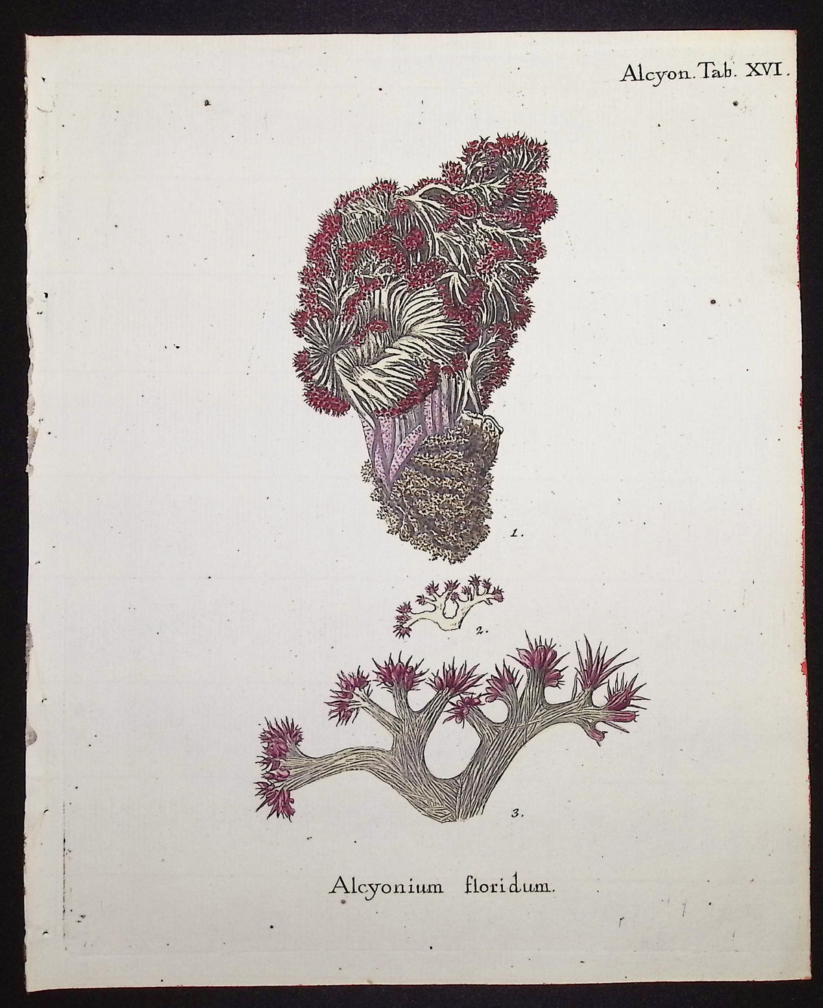 Alcyonium - Coral