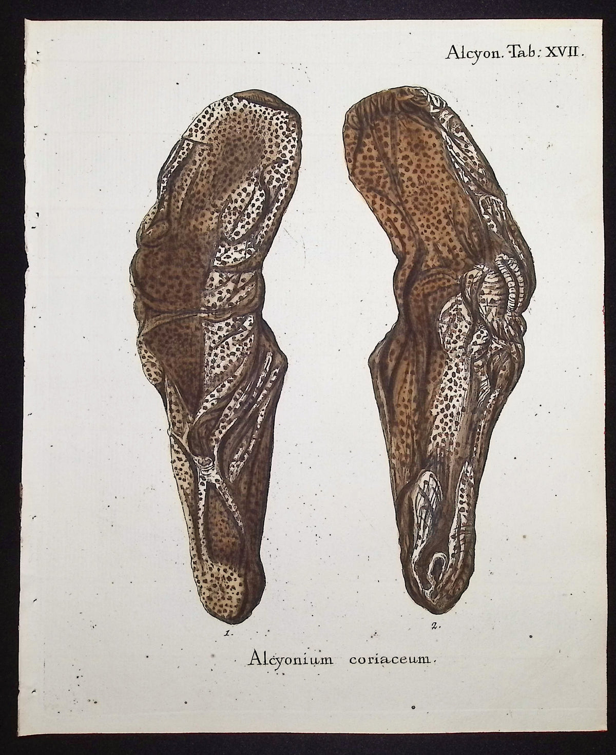 Alcyonium - Coral