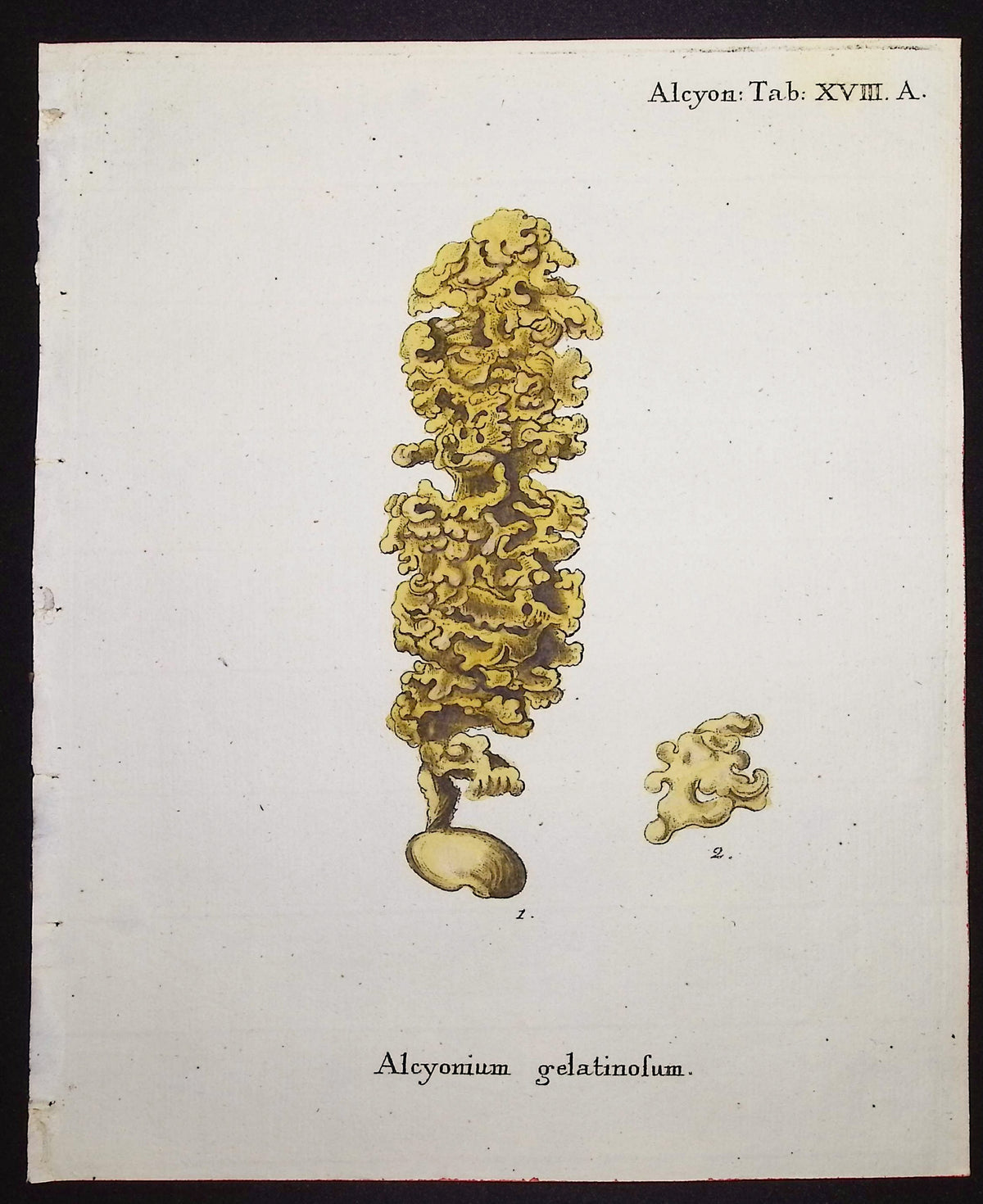Alcyonium - Coral