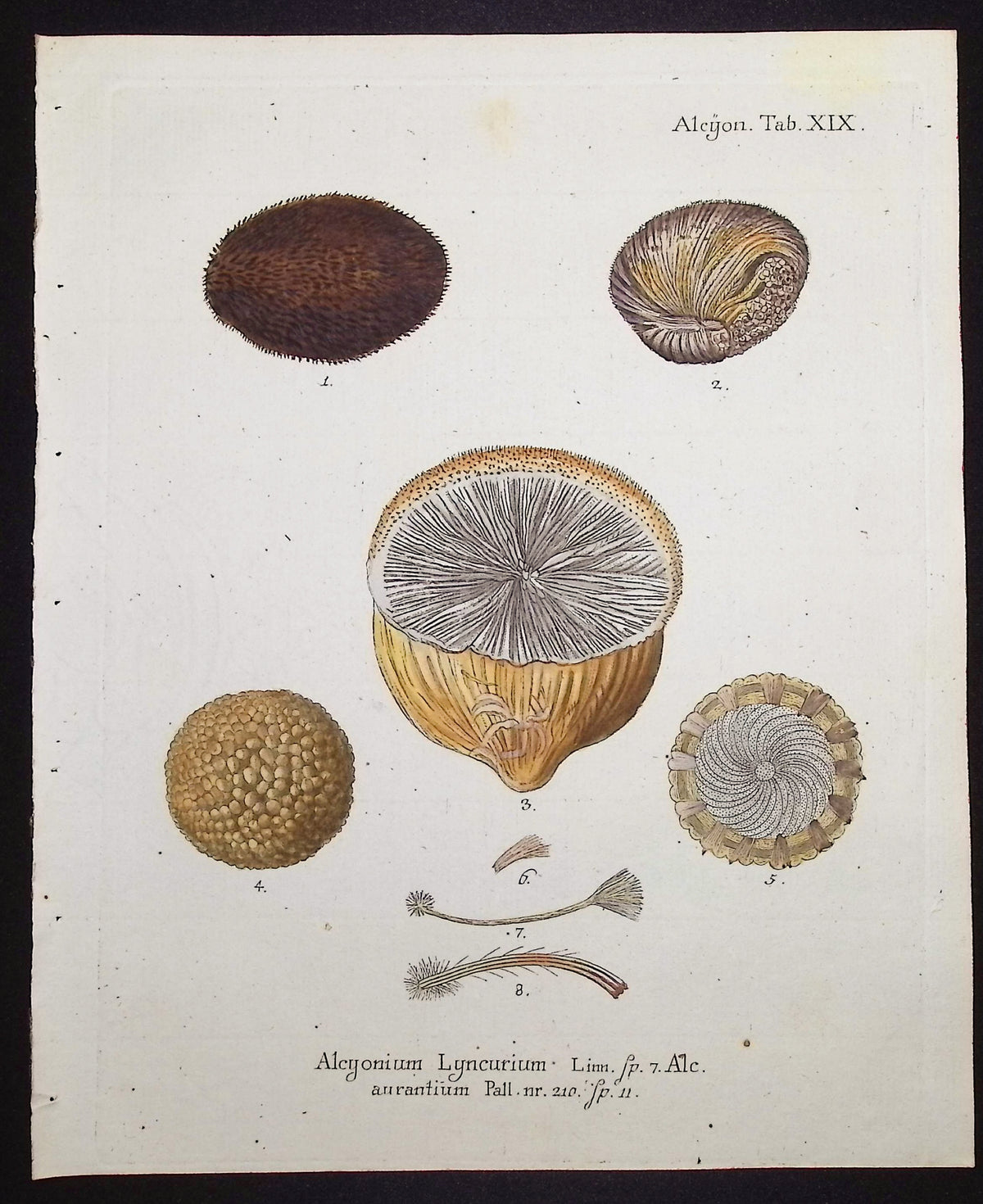 Alcyonium - Coral