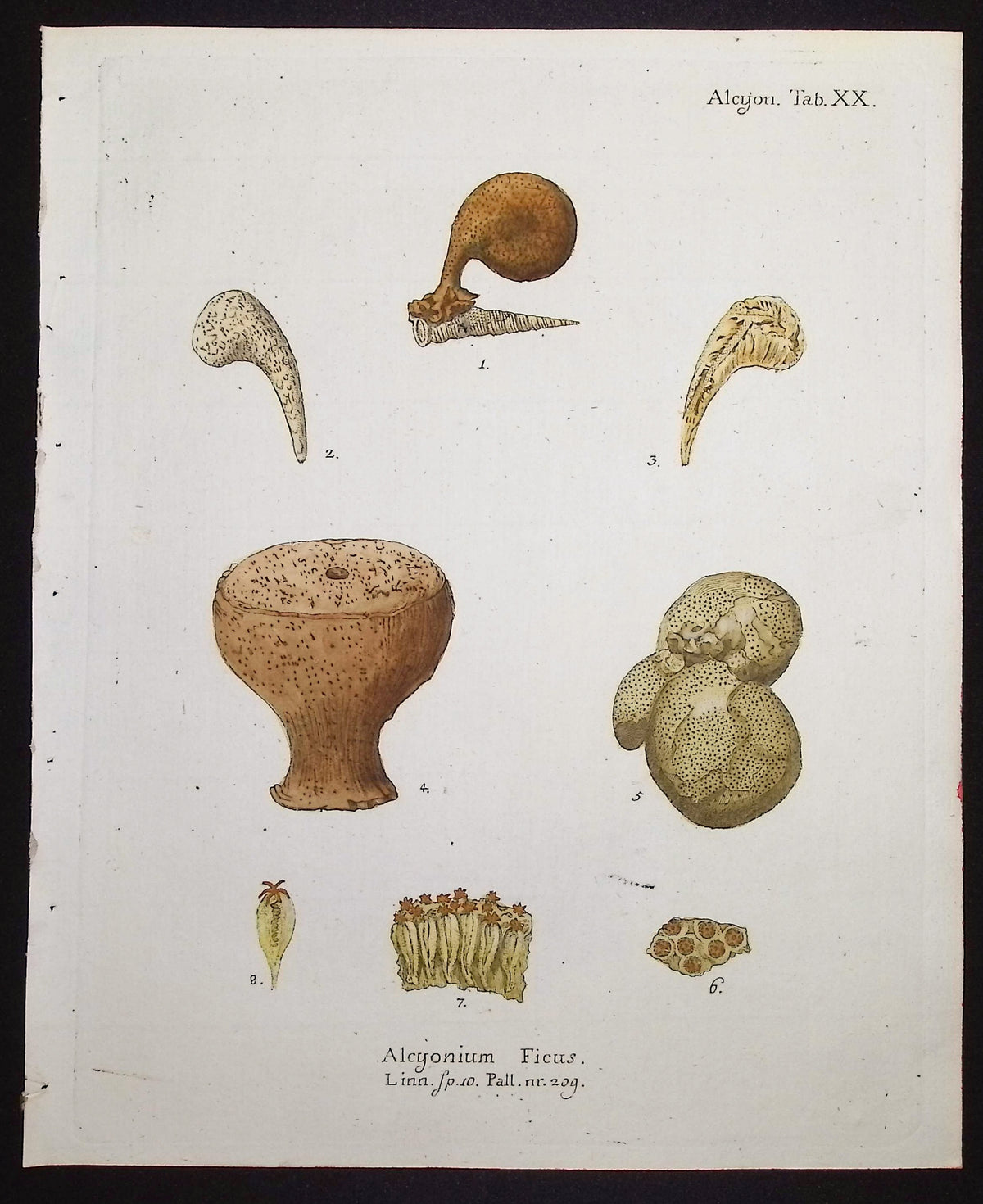 Alcyonium - Coral