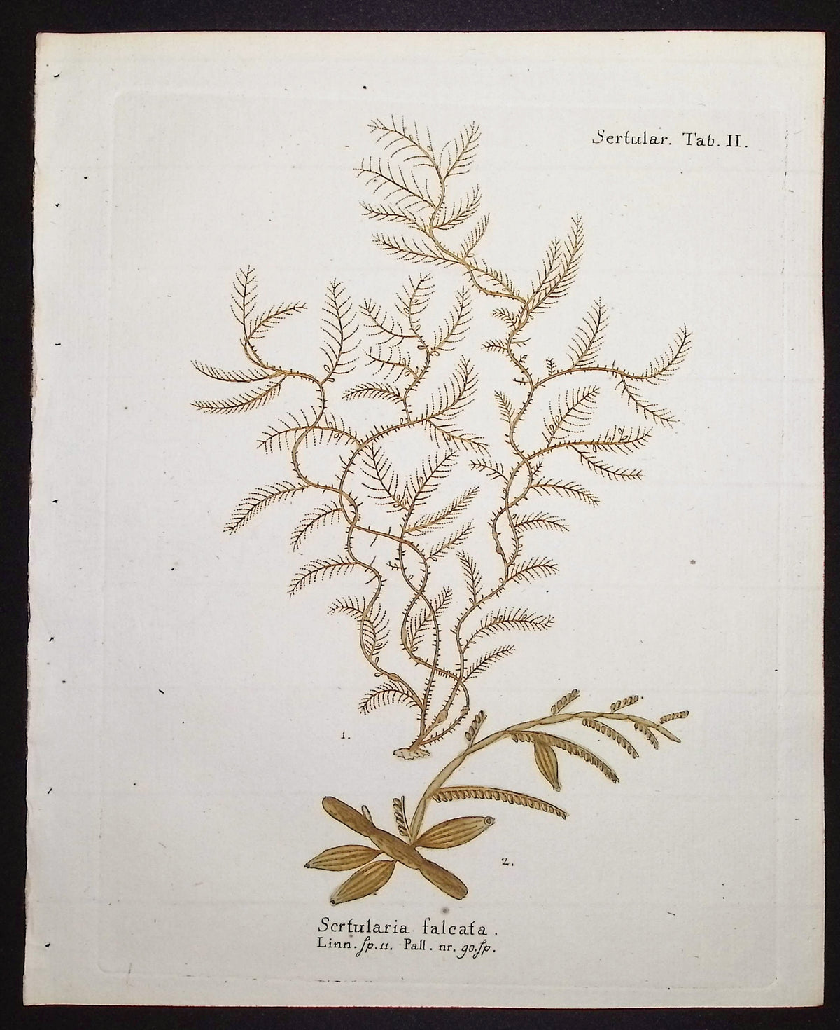 Sertularia - Hydroid