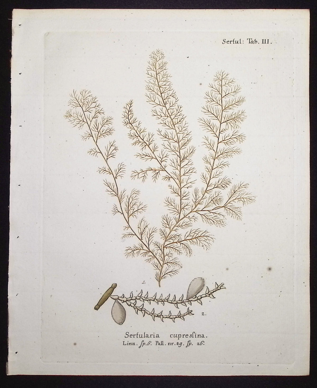 Sertularia - Hydroid