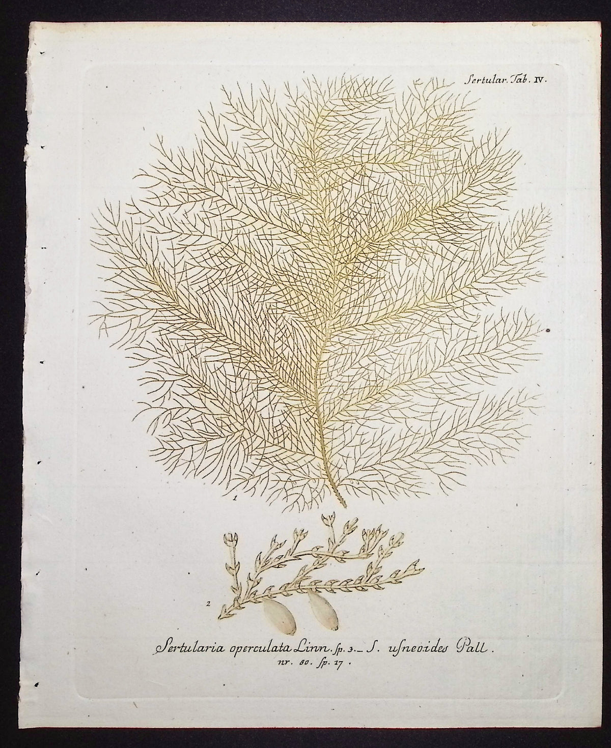 Sertularia - Hydroid