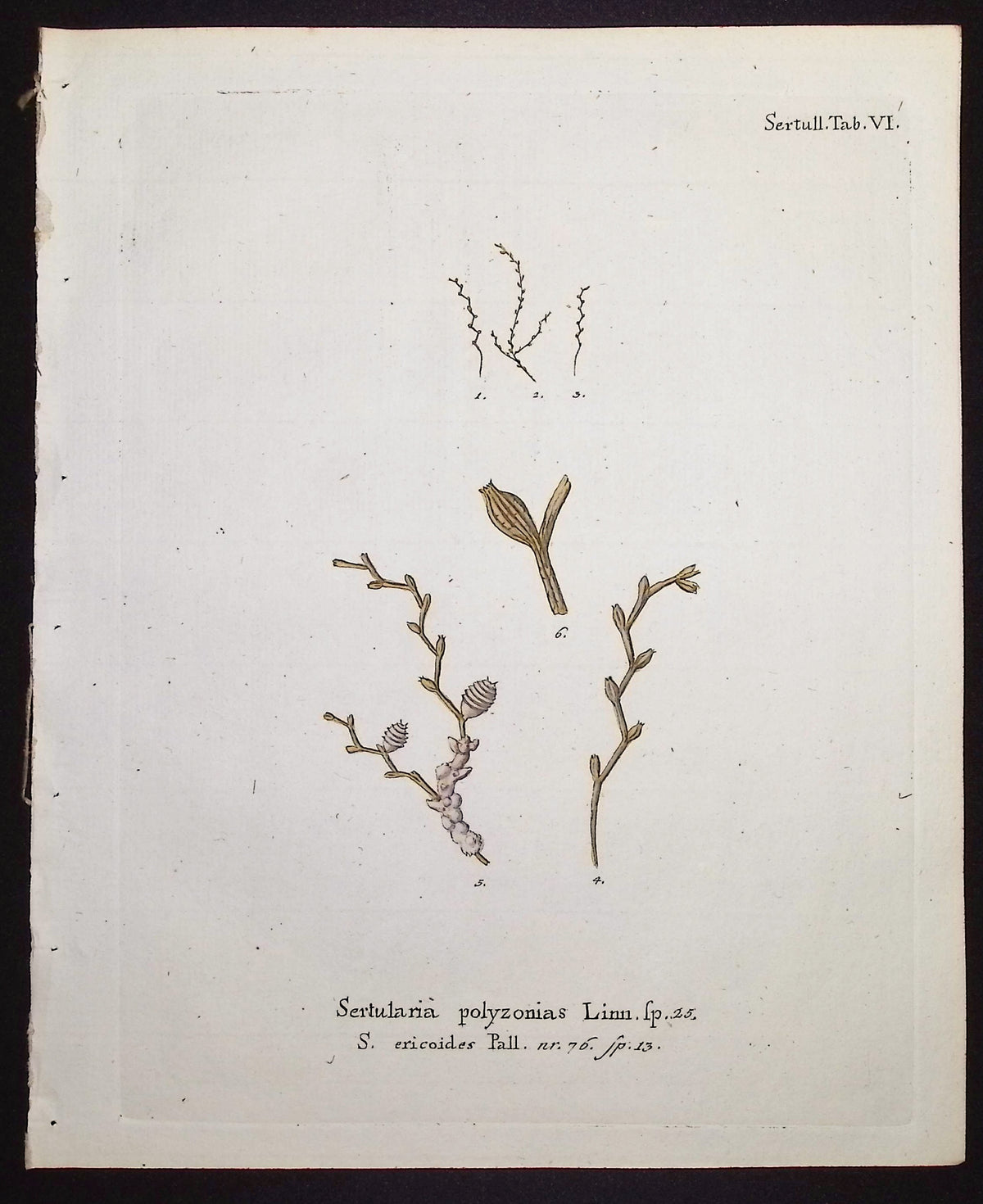 Sertularia - Hydroid
