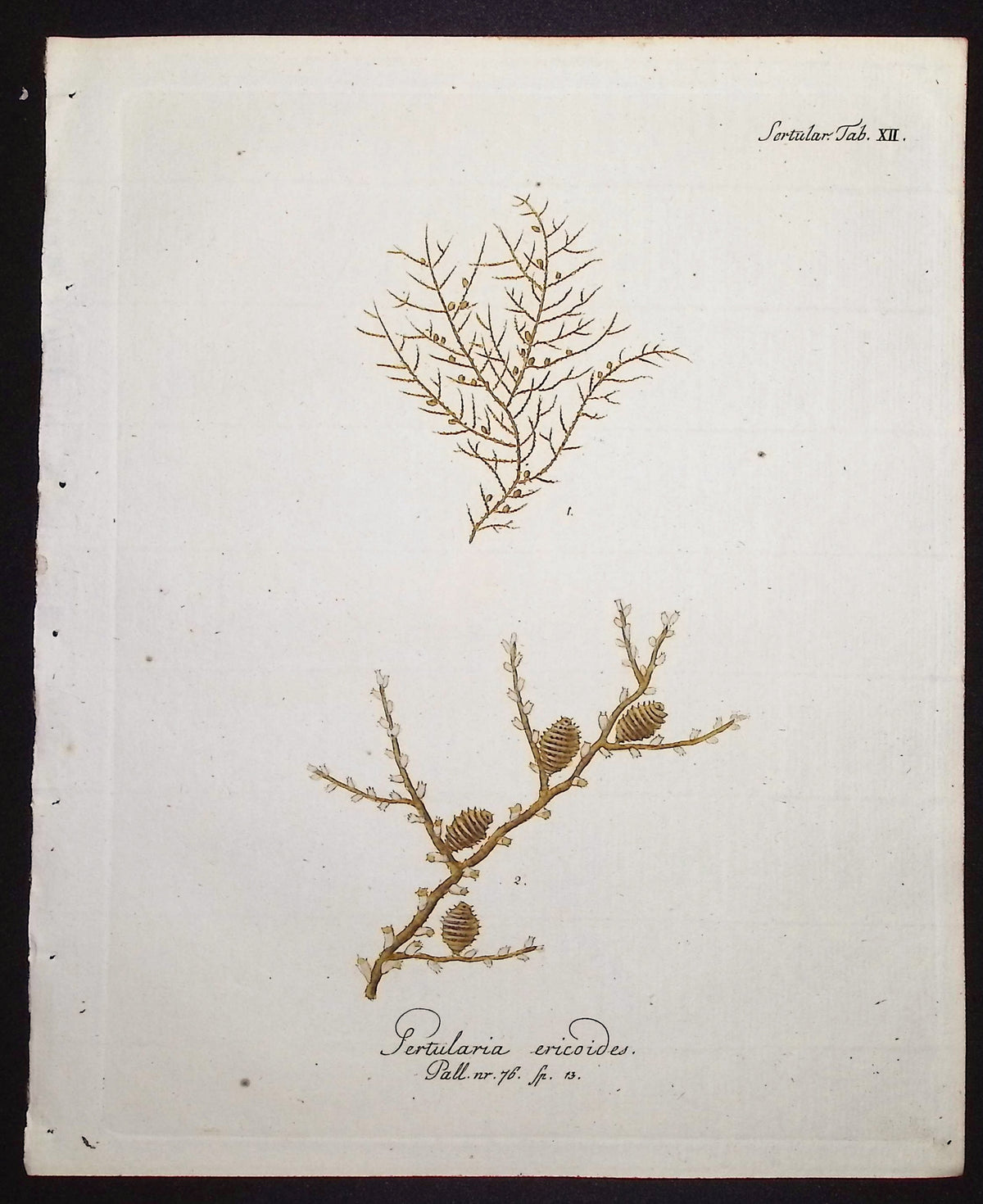 Sertularia - Hydroid