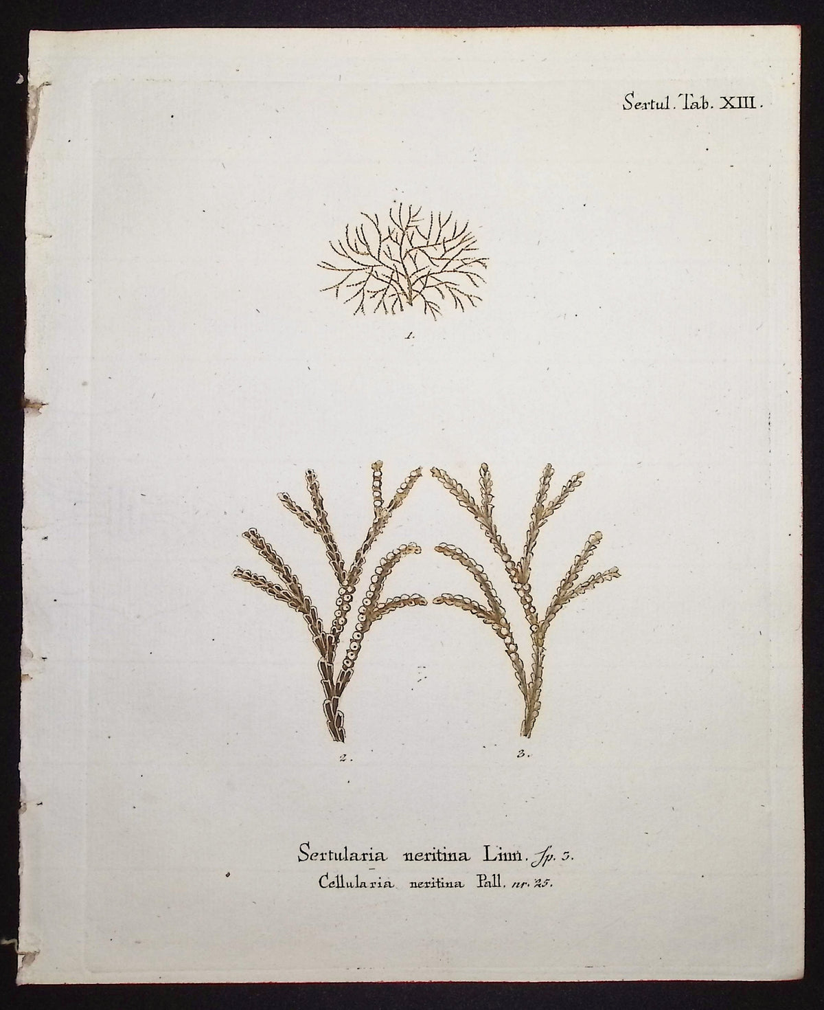 Sertularia - Hydroid