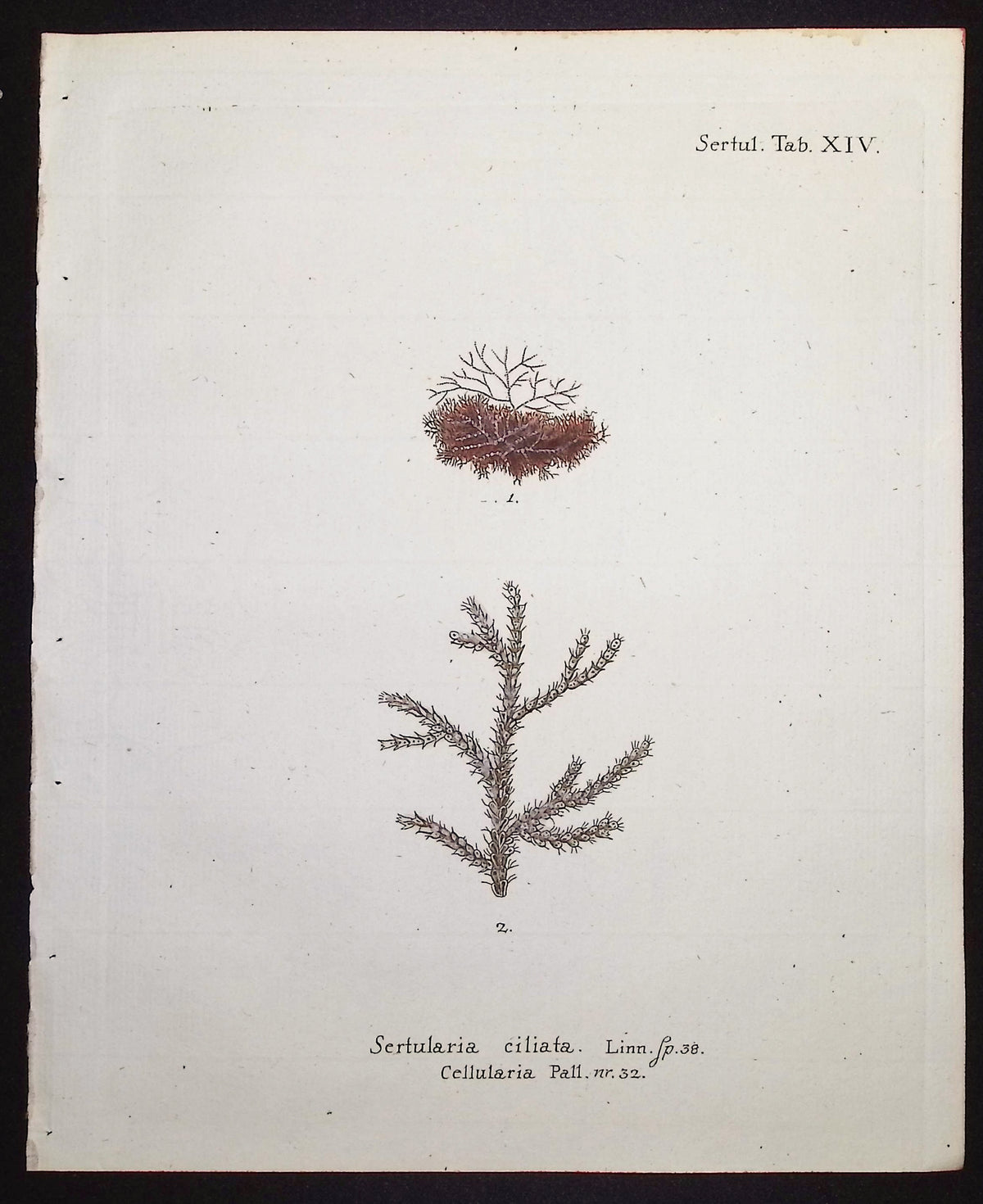 Sertularia - Hydroid