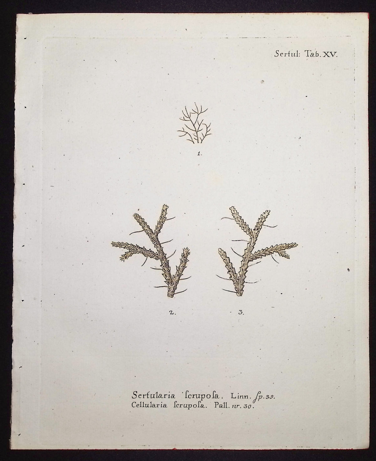 Sertularia - Hydroid