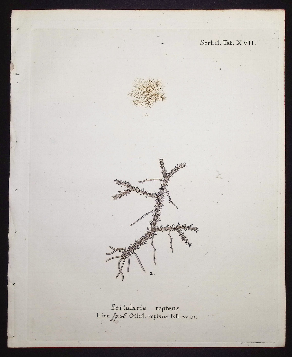 Sertularia - Hydroid
