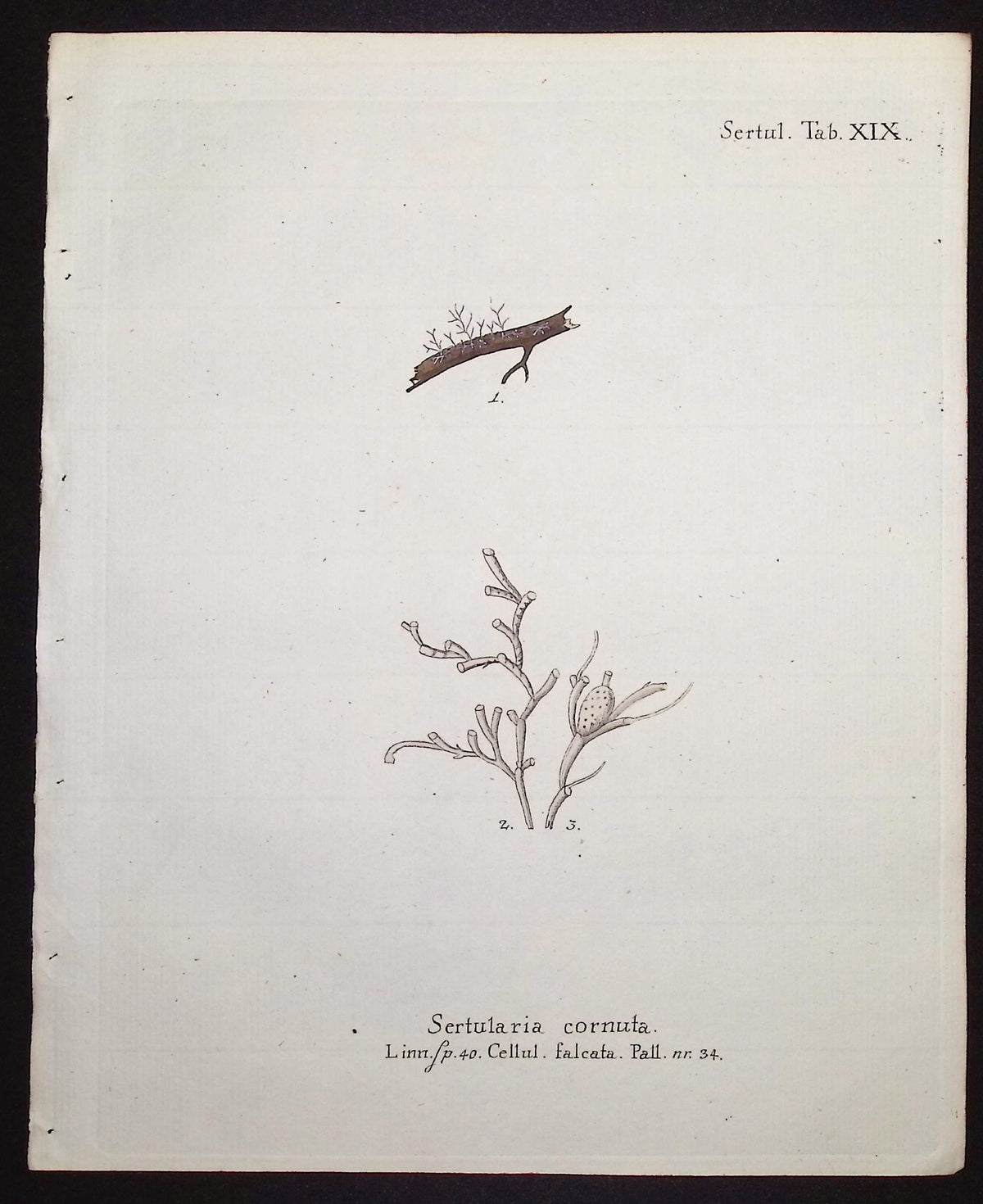 Sertularia - Hydroid
