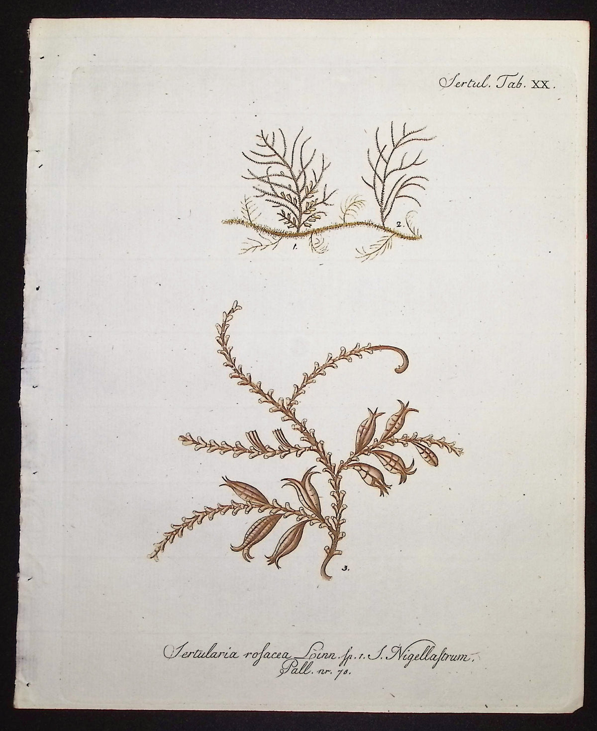 Sertularia - Hydroid