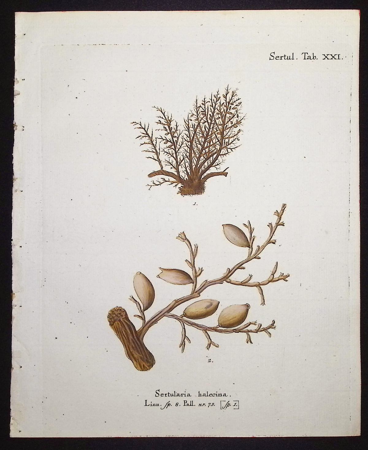 Sertularia - Hydroid
