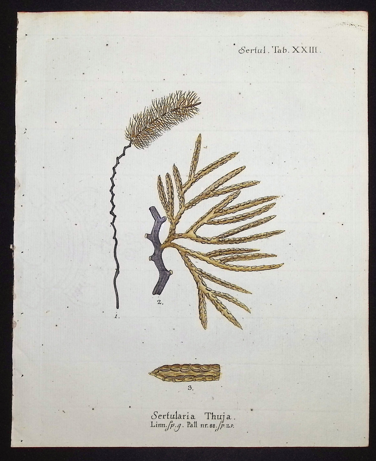 Sertularia - Hydroid